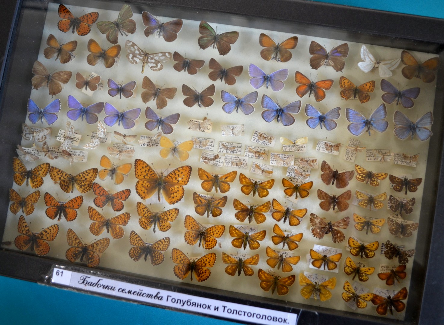 ВЫСТАВКА «БАБОЧКИ ПУШКИНСКОГО ДЕТСТВА»