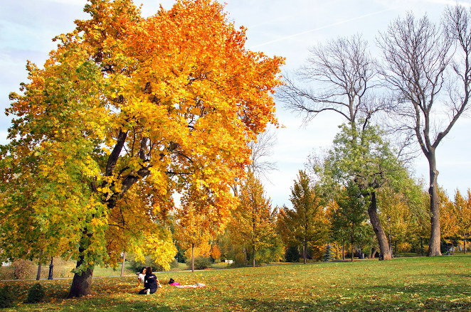 «Лесная промышленность» в имениях воронежских дворян Веневитиновых